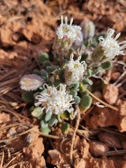 Chamaechaenactis scaposa