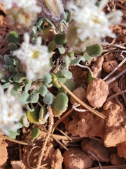 Chamaechaenactis scaposa