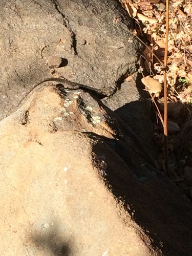 iNaturalist observation photo of Western Fence Lizard