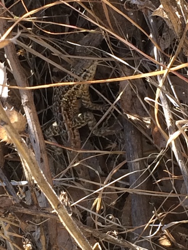 iNaturalist observation photo of Western Side-blotched Lizard