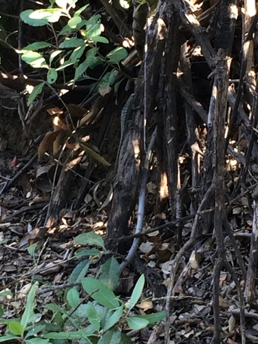 iNaturalist observation photo of Western Fence Lizard
