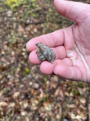 Phyllodesma americana