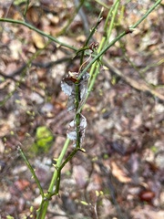 Phyllodesma americana