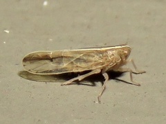 Stenocranus dorsalis