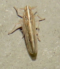 Stenocranus dorsalis