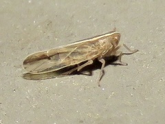 Stenocranus dorsalis
