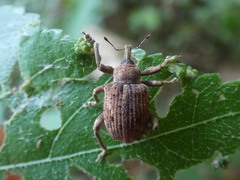 Phelypera distigma image