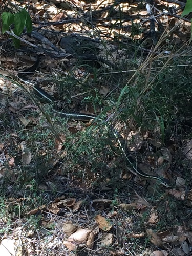 iNaturalist observation photo of Striped Racer