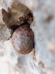 Cornu aspersum