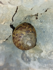 Cornu aspersum