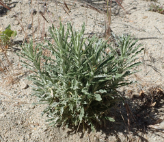 Pseudognaphalium leucocephalum