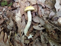 Leccinum luteum