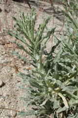 Pseudognaphalium leucocephalum