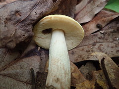 Leccinum luteum