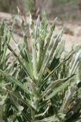 Pseudognaphalium leucocephalum