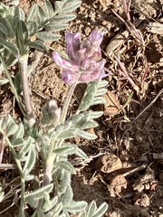 Astragalus andersonii