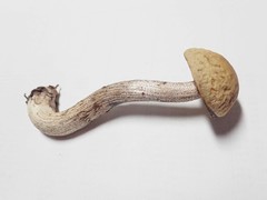Leccinum luteum