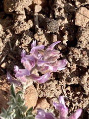 Astragalus andersonii