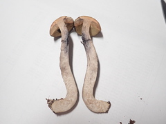 Leccinum luteum