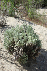 Pseudognaphalium leucocephalum