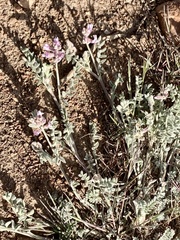 Astragalus andersonii