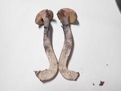 Leccinum luteum