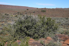 Searsia burchellii