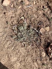 Astragalus andersonii