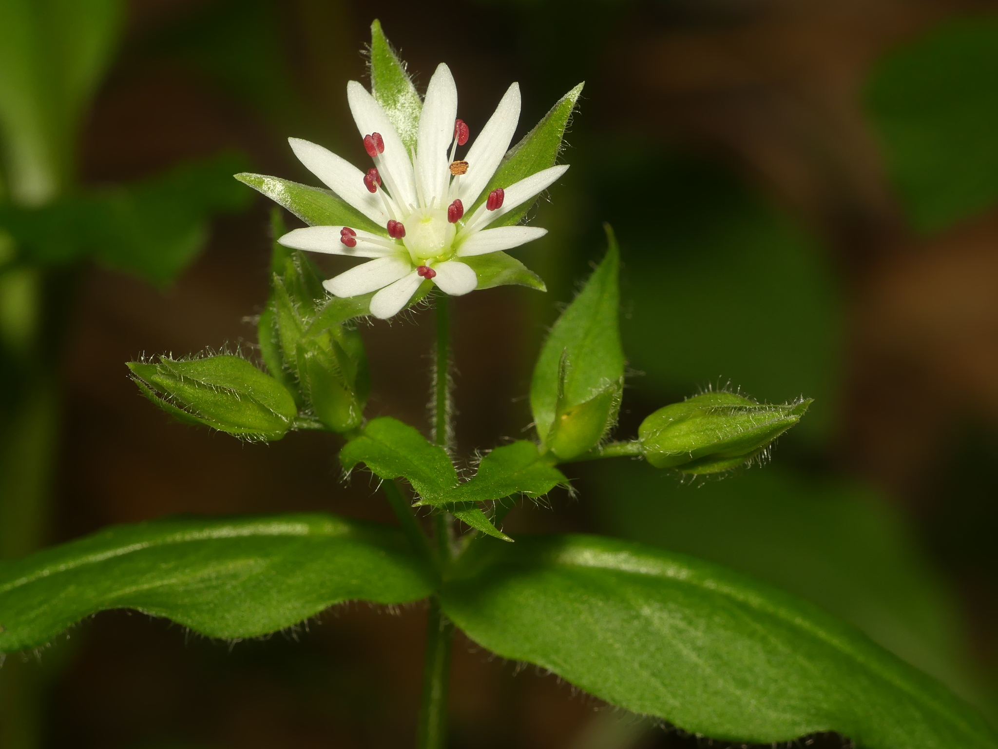 Stellaria corei