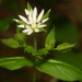 Tennessee Starwort - Photo no rights reserved, uploaded by Shaun Pogacnik