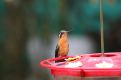 Lampornis castaneoventris