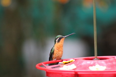 Lampornis castaneoventris