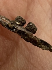 Kokkocynips difficilis