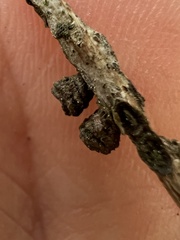 Kokkocynips difficilis