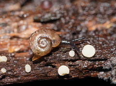Austrorhytida glaciamans