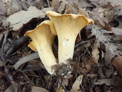 Cantharellus flavus