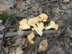 Cantharellus flavus