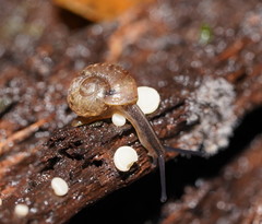Austrorhytida glaciamans
