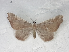 Macrosoma rubedinaria