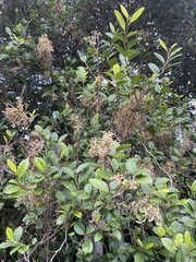 Streblus heterophyllus