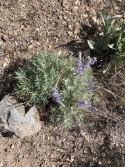 Lupinus nevadensis