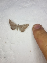 Macrosoma rubedinaria