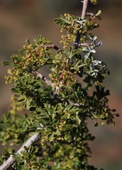 Searsia burchellii