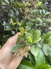 Streblus heterophyllus