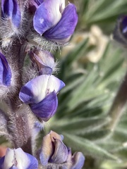 Lupinus nevadensis