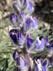 Lupinus nevadensis