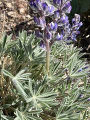 Lupinus nevadensis