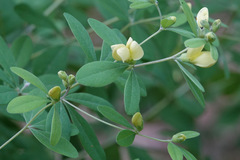 Baptisia nuttalliana
