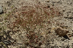 Eriogonum thurberi