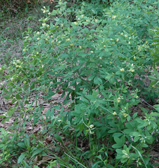 Baptisia nuttalliana